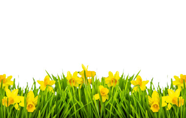 Yellow spring narcissus, daffodils in green grass with flowers