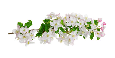 Apple flower isolated on a white
