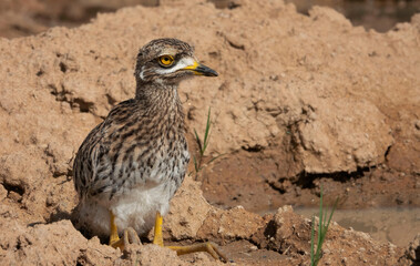 A spotted thick-knee (Burhinus capensis) keeps his mate company at the roadside, Nare link, Pilanesberg Game Reserve, North West.
