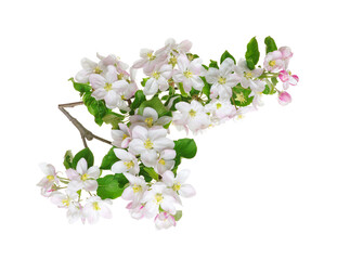 Apple tree branch with leaves and flowers