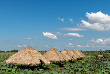 Fototapeta na wymiar Rustic huts in lotus plantation