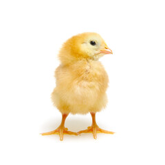 cute little newborn chickens