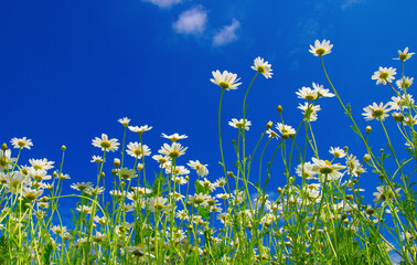 White camomiles on blue sky