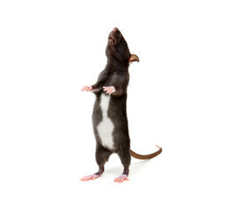 Rat standing on its hind legs isolated on white