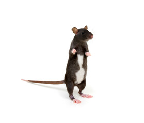 Rat standing on its hind legs isolated on white