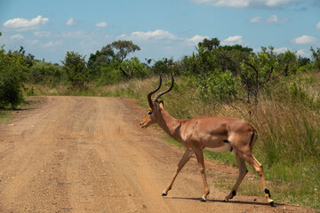 An impala ram crossing Nare link, Pilanesberg Game Reserve, North West.