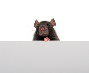 Funny rat looking close up isolated on white