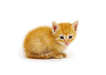 Kitten isolated on a white background.