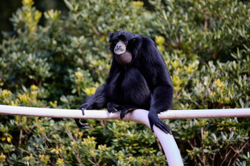 フクロテナガザル