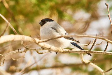 A gray bullfinch sits on a branch.