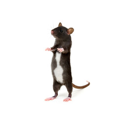 Fototapeta na wymiar Rat close-up isolated on white background