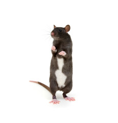 Rat isolated on white background