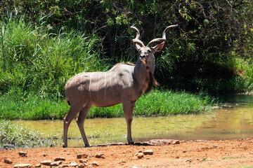 Imperious greater kudu bull (Tragelaphus strepsiceros), Pilanesberg Game Reserve, North West.