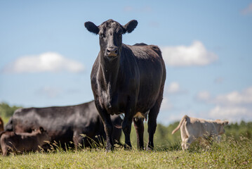 Black angus cow among group of cattle outside in summer pasture