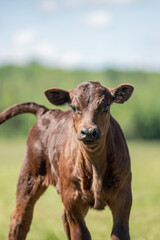 Naklejka na ściany i meble Brown curious angus calf standing in summer pasture