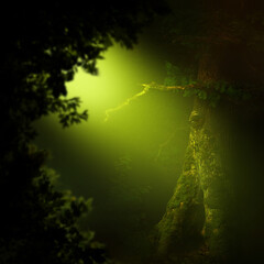 Golden light in dark forest with old hollow tree and leaves silhouettes