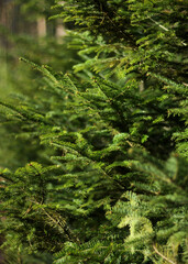 pine tree