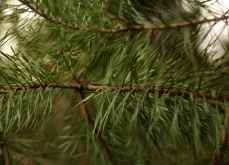 pine tree branches