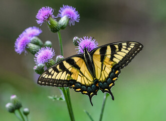 butterfly on flower