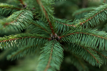 pine branches
