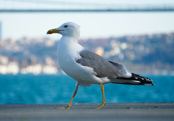 Fototapeta na wymiar Seagull and Istanbul