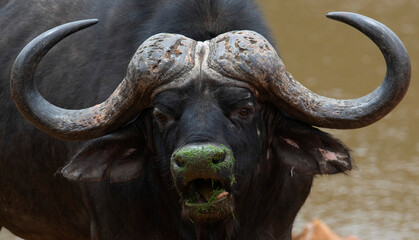 A close up of a African savanna buffalo bull (Syncerus caffer) looking at the camera, Kudusfontein Farm, North West.