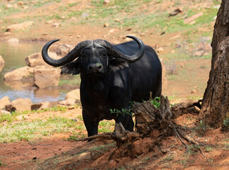 A curious African savanna bull (Syncerus caffer) at Kudusfontein Farm, North West. 