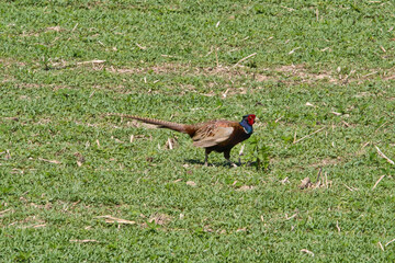 A beauty pheasant is running away into the green grass