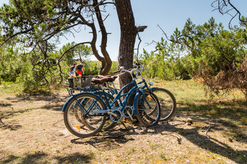 Deux vélos bleus laissés sous les pins maritimes par un couple pour aller sur la plage derrière la dune et se baigner. Ile de Noirmoutier, France - obrazy, fototapety, plakaty
