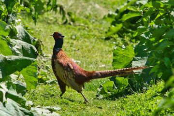 A beauty pheasant is running away into the green grass