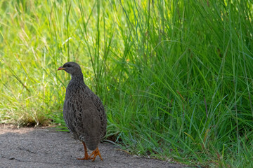 Natal spurfowl (Ptemistis natalensis) ambling on road verge, Pilanesberg Game Reserve, North West.