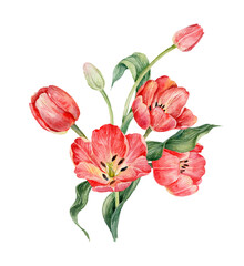 Bouquet of red watercolor tulips. Watercolor illustration. Spring flowers.