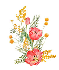 Bouquet of red watercolor tulips and yellow mimosa. Watercolor illustration of silver wattle. Spring flowers.