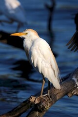Westen Cattle Egret, Kruger National Park