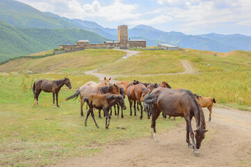 Fototapeta na wymiar Horse herd in Ushguli medieval fortified village in Svanetia, Georgia