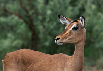 A close up of an impala ewe (Aepyceros melampus) , Pilanesberg Game Reserve, North West.