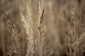 warm wheat field