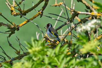 A Goldfinch, Carduelis carduelis, with all its spring colors sitting on a small branch in a background of golden light and green foliage