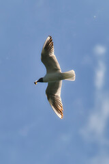 A Beautiful black-headed gull in flight with wings spread on the blue sky background and a beetle in its beak
