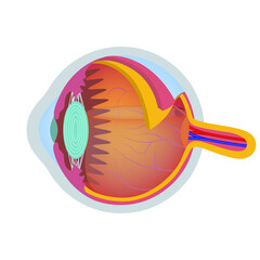 Human eye anatomy. The structure of the visual system. Vector illustration.