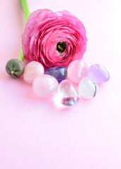 Beautiful pink ranunculus flower and semi-precious stones rose quartz and amethyst lie on a pink background.