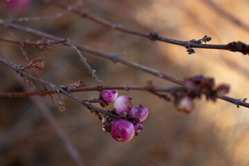 Beeren am Ast