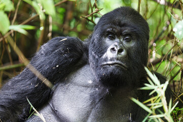 シルバーバックのマウンテンゴリラ