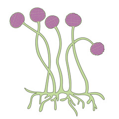 The structure of the mukor fungus. Single-celled organisms. Disputes. Vector illustration.