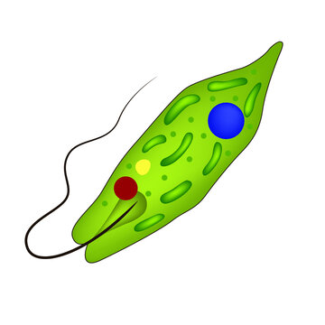 euglena green. Anatomy of unicellular organisms. Vector illustration