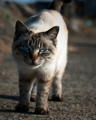 Naklejka na ściany i meble A stray or feral cat with blue eyes staring at the camera