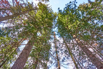 Fototapeta premium A beautiful forest of Krasnoyarsk pillars.