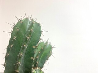 cactus isolated on white