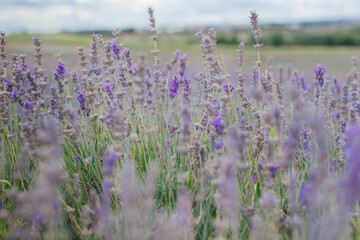 Fototapeta premium field of lavender in uk end of season
