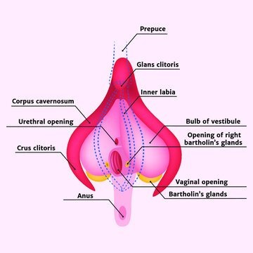Anatomy of a woman's clitoris with a description, Bartholin's glands. Vector illustration.